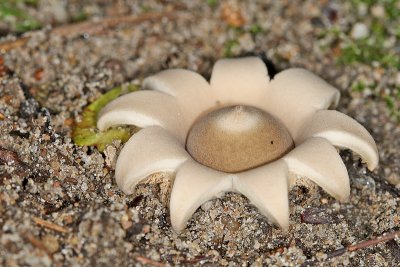 Geastrum fimbriatum - Gewimperde aardster