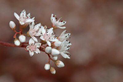 Sedum album - Wit vetkruid