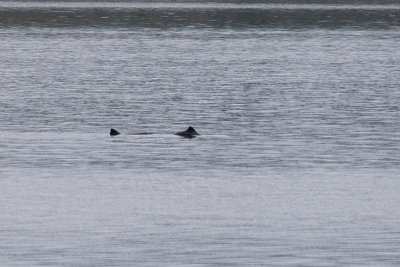 Dolfijnen in een fjord