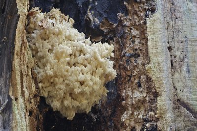 Hericium coralloides - Kammetjesstekelzwam