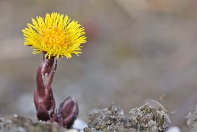 Tussilago farfara - Klein hoefblad