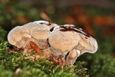 Hydnellum spongiosipes - Fluwelige stekelzwam