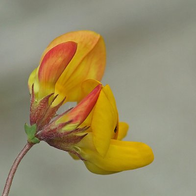 Lotus corniculatus - Gewone rolklaver