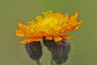 Hieracium aurantiacum - Oranje havikskruid