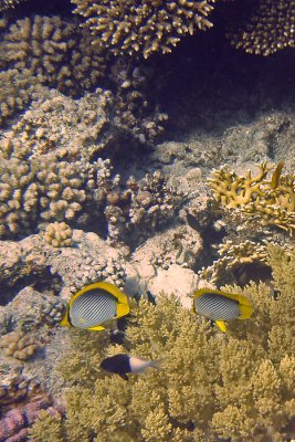 Zwartrug koraalvlinder