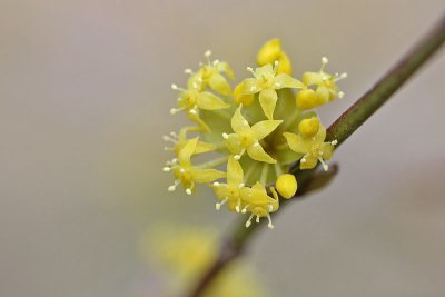 Cornus mas - Gele kornoelje