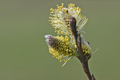 Salix alba - Schietwilg