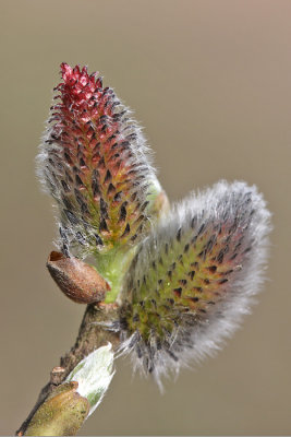 Salix alba - Schietwilg