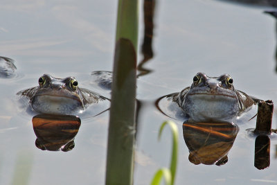 Heikikkers - Moor frogs