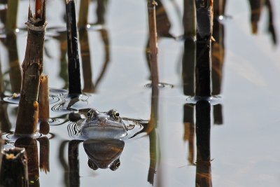 Heikikker - Moor frog