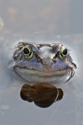 Heikikker - Moor frog