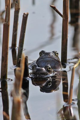 Bruine kikker - Common frog