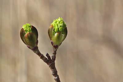 Acer platanoides - Noorse esdoorn