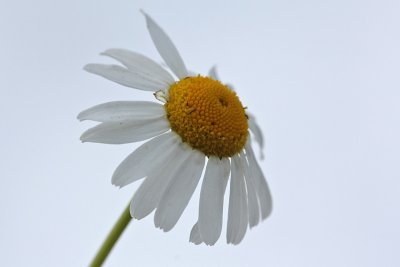 Tripleurospermum maritimum - Reukeloze kamille