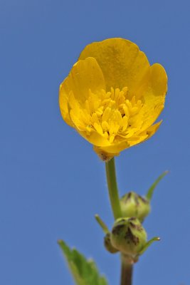 Ranunculus acris - Scherpe boterbloem