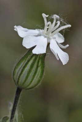 Silene latifolia - Avondkoekoeksbloem