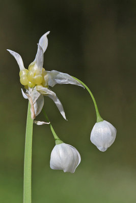 Allium paradoxum - Armbloemig look