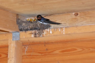 Nest boerenzwaluwen