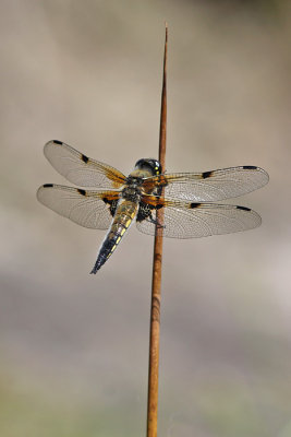g4/62/980262/3/135425258.Ey9iQnw7.jpg