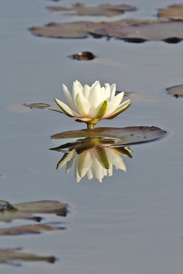 Nymphaea alba - Witte waterlelie