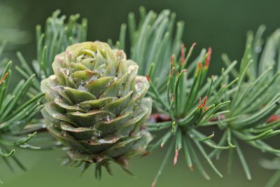 Larix kaempferi - Japanse lariks - goudlork