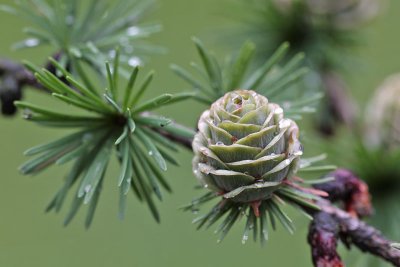 Larix kaempferi - Japanse lariks