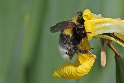 Aardhommel in een gele lis