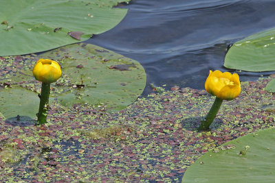 Nuphar lutea - Gele plomp