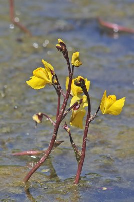 Utricularia vulgaris - Groot blaasjeskruid