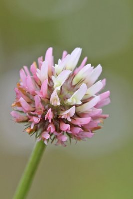 Trifolium fragiferum - Aardbeiklaver