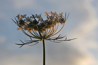  Daucus carota - Wilde peen