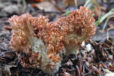 Ramaria botrytis - Bloemkoolzwam