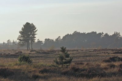 Natuur rond Radio Kootwijk