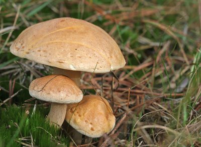 Suillus bovinus - Koeienboleet