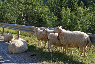 Schapen