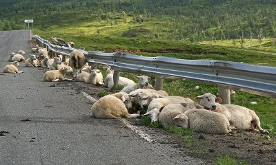 Schapen