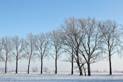 Rij bomen in de sneeuw