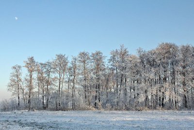 Bomenrij in de sneeuw