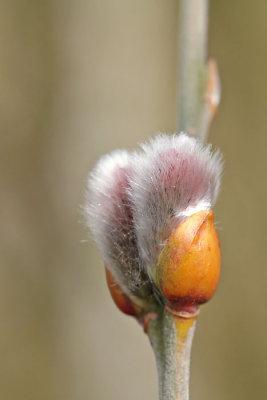 Salix alba - Schietwilg