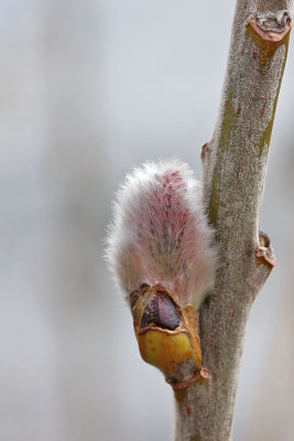 Salix alba - Schietwilg