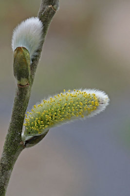 Salix alba - Schietwilg