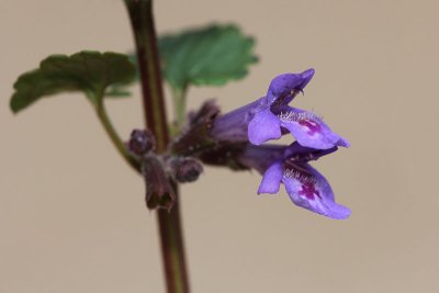 Glechoma hederacea - Hondsdraf