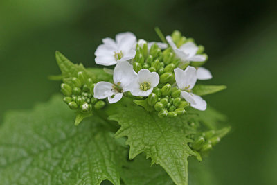 Alliaria petiolata - Look zonder look