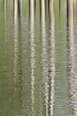 Weerspiegeling van de bomen in het water