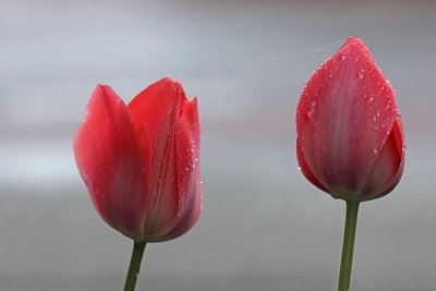 Tulpen na een regenbui