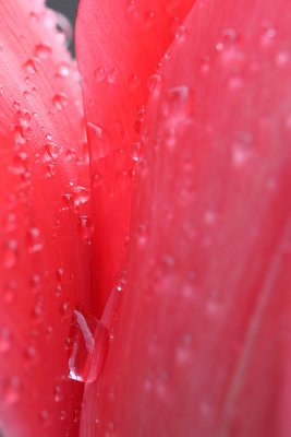 Regendruppels tussen de tulpenblaadjes