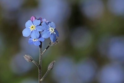 Myosotis arvensis - Akkervergeet-mij-nietje