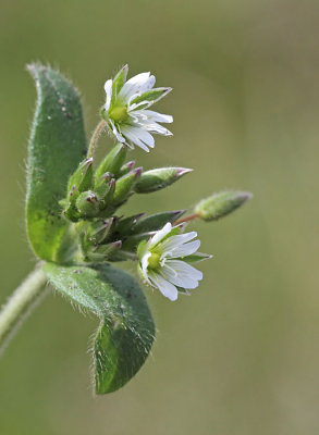 Cerastium fontanum subsp. vulgare - Gewone hoornbloem