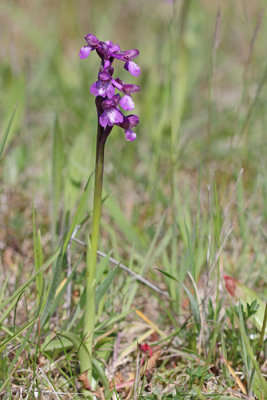 Anacamptis morio - Orchis morio - Harlekijn