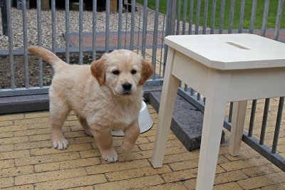Golden retriever puppy's - 2 weken later